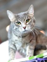 Лот: 6944657. Фото: 4. Дымчатый котик 2 года. Красноярск