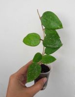 Лот: 9918079. Фото: 2. Хойя Паразитика Лао (Hoya Parasitica... Комнатные растения и уход
