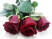 Лот: 3558401. Фото: 2. Роза от 50 р. Цветы, букеты