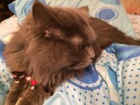 Лот: 8718416. Фото: 2. отдам кота. Животные и уход