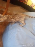 Лот: 18218259. Фото: 3. Мальчик минк сепия 24.09.21. Растения и животные