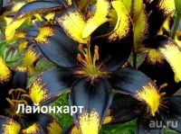 Лот: 11058000. Фото: 3. Лилия Роберт Свенсон. Для дачи, дома, огорода, бани, парка