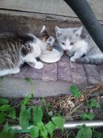 Лот: 25548025. Фото: 4. Котёнок. Красноярск