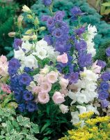 Лот: 12883628. Фото: 3. Семена супероригинального колокольчика... Для дачи, дома, огорода, бани, парка