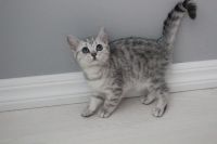 Лот: 5210116. Фото: 4. Шикарный британский котенок,девочка... Красноярск