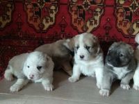 Лот: 11005339. Фото: 5. Щенки среднеазиатской овчарки...