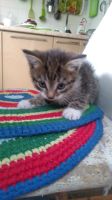 Лот: 14166591. Фото: 2. Котенок бесплатно. Животные и уход