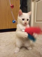 Лот: 16776650. Фото: 6. Отдам белого голубоглазого котёнка
