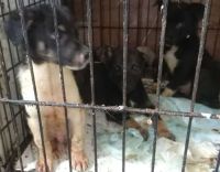 Лот: 16513872. Фото: 3. Отдаются щенки! Спаси щенка -... Растения и животные