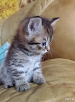 Лот: 13473442. Фото: 5. Британцы недорого