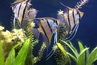 Лот: 19351752. Фото: 2. Взрослая большая скалярия. Аквариумистика