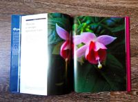Лот: 7705752. Фото: 3. Фуксии. Герман де Граф. Литература, книги