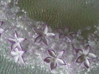 Лот: 1622077. Фото: 2. Колье"Розовое облако".Авторская... Ювелирные изделия, бижутерия, часы