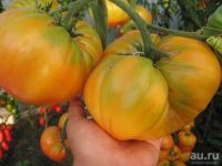 Лот: 9401539. Фото: 5. Взрослая Качественная Рассада...