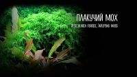 Лот: 11885794. Фото: 2. Мох Плачущий Vesicularia ferriei... Аквариумистика