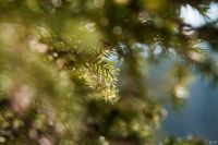 Лот: 11659776. Фото: 7. Sigma 135-400 1:4,5-5,6 D APO...