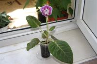 Лот: 2882562. Фото: 2. Глоксиния 24 (цветет). Комнатные растения и уход