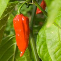 Лот: 5296654. Фото: 3. Экстремально острый перец Bhut... Для дачи, дома, огорода, бани, парка
