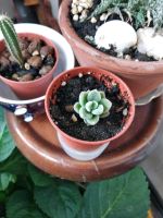 Лот: 11958304. Фото: 2. Эхеверия пульвината. Комнатные растения и уход