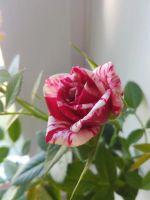 Лот: 9672026. Фото: 2. Роза Парад цветов (Parade Gigi... Комнатные растения и уход