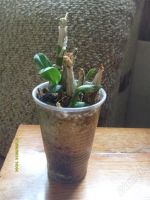 Лот: 2467389. Фото: 2. Орхидея дендробиум фаленопсис. Комнатные растения и уход