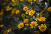 Лот: 4325402. Фото: 3. Портретник 55mm 1.2 G.Zuiko под... Красноярск