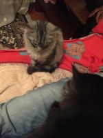 Лот: 10849724. Фото: 3. Котёнок. Растения и животные
