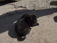 Лот: 4425170. Фото: 7. Щенки