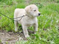 Лот: 2847890. Фото: 3. Усыновите маленького охранника. Растения и животные