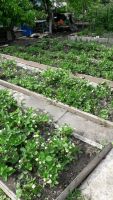 Лот: 14176703. Фото: 2. Торг!!! Дача на Пугачёво. Продажа