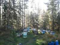 Лот: 13693810. Фото: 2. Продам пчел. Животные и уход
