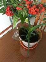 Лот: 23565684. Фото: 5. Алоэ, лекарственный столетник...