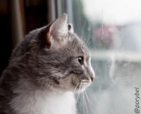 Лот: 5982403. Фото: 5. Семён-настоящий кот-мужчина ищет...