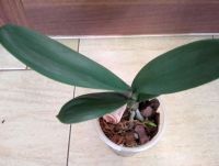 Лот: 20601469. Фото: 4. Орхидея Фаленопсис "Калипсо" подросток. Красноярск