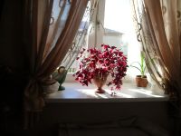 Лот: 6062120. Фото: 5. Кислица треугольная (Oxalis triangularis...