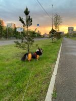 Лот: 21448168. Фото: 2. Комбинезон для собаки. Животные и уход