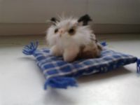 Лот: 3227276. Фото: 2. Котик на подушке иргушечный. Игрушки