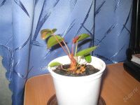 Лот: 1424088. Фото: 3. Антуриум Robino. Растения и животные