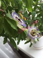 Лот: 6699589. Фото: 2. Passiflora Caerulea (Ковалерская... Комнатные растения и уход