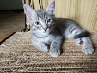 Лот: 16476912. Фото: 5. Котенок светло-серенький
