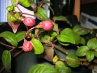 Лот: 12071001. Фото: 2. фуксия. Комнатные растения и уход