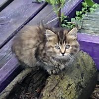 Лот: 11890364. Фото: 2. Отдам пушистых котят. Животные и уход