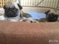 Лот: 8039734. Фото: 6. Шикарные щенки мопса в Красноярске...