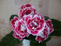 Лот: 4141524. Фото: 5. Глоксиния Strаwberry Ice-Cream...