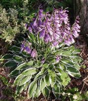 Лот: 9524361. Фото: 4. хоста Гинко Крейг ( hosta Ginko... Красноярск