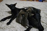 Лот: 13291838. Фото: 5. ориентальная котобанда