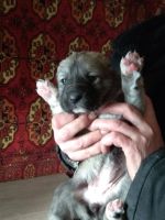 Лот: 11005339. Фото: 2. Щенки среднеазиатской овчарки... Животные и уход
