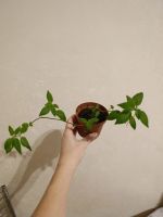 Лот: 25800695. Фото: 3. Броваллия растение. Растения и животные