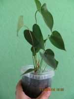 Лот: 4199984. Фото: 2. антуриум Sierra. Комнатные растения и уход