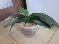 Лот: 25083113. Фото: 4. Орхидея фаленопсис Элли домашняя. Красноярск